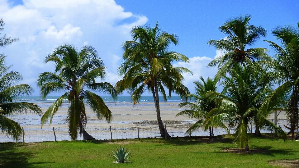 Pantai laut pesisir pohon