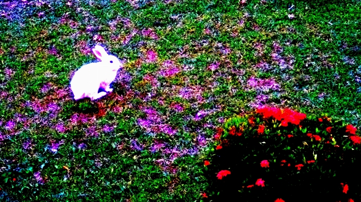 Grass blossom plant lawn Photo