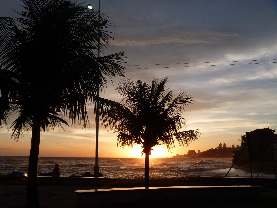 Pantai laut pesisir pohon