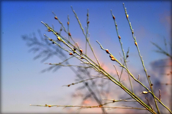 Tree nature grass branch Photo