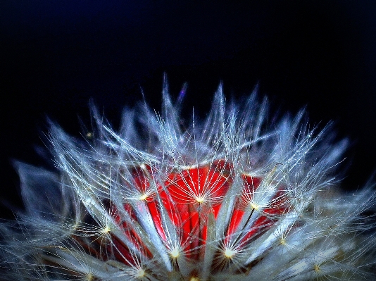 Light plant photography sunlight Photo