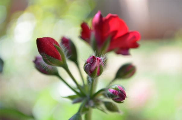 自然 花 植物 写真撮影 写真