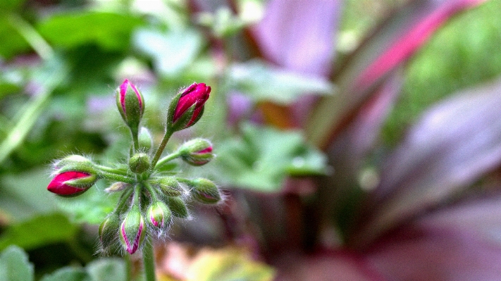 Nature blossom plant leaf Photo