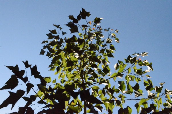 Tree nature branch blossom Photo