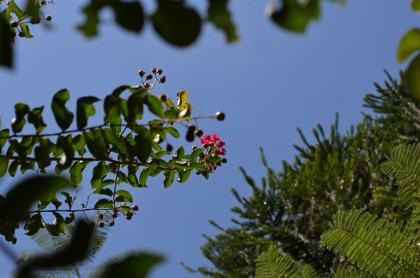 Tree nature branch blossom Photo