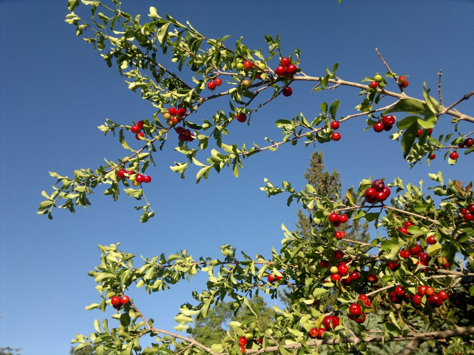 Tree branch blossom plant