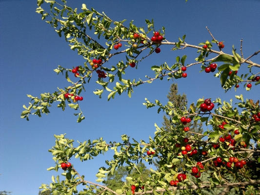 Tree branch blossom plant Photo