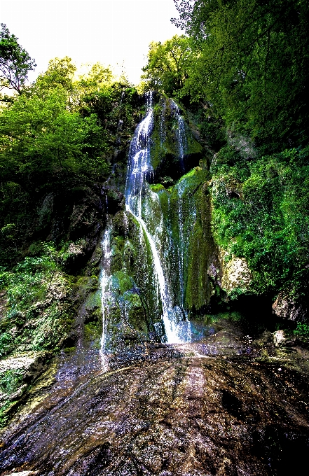 Ağaç su doğa orman