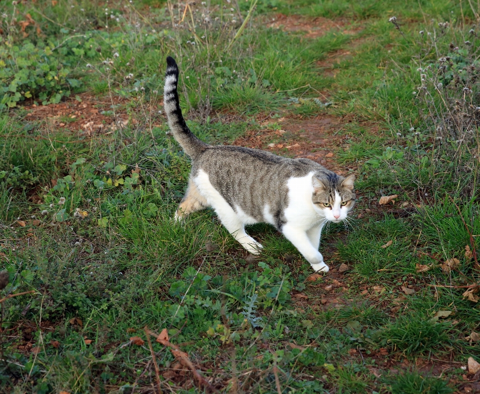 Grass outdoor animal europe