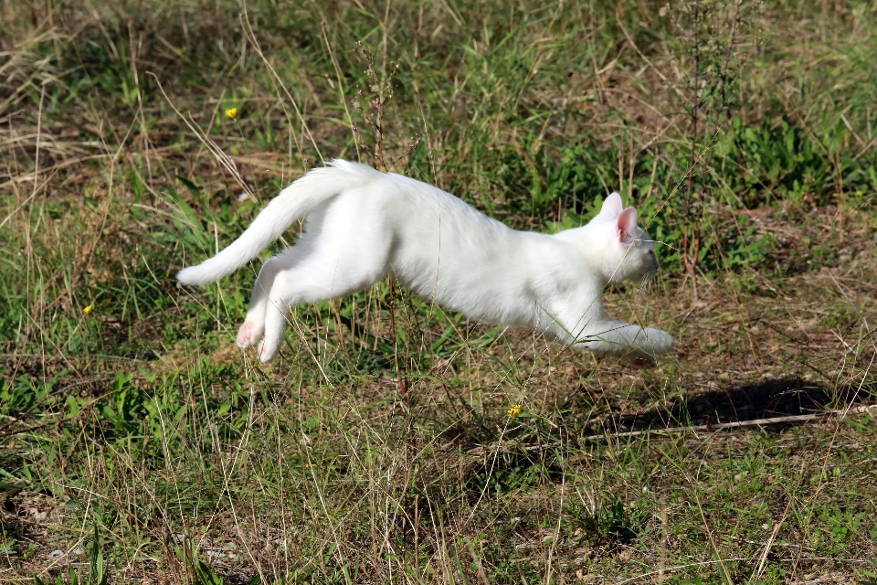 Grass outdoor light dog