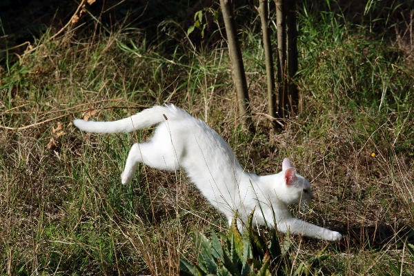 Grass outdoor light animal Photo