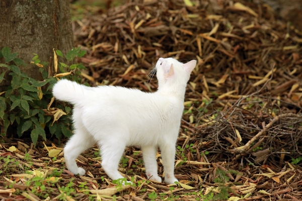 Grass outdoor flower puppy Photo