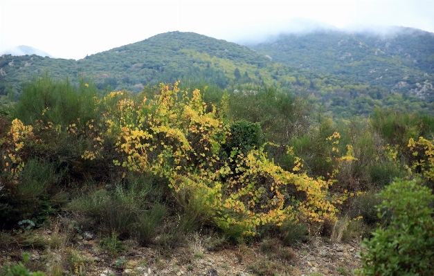 Landscape tree forest outdoor Photo