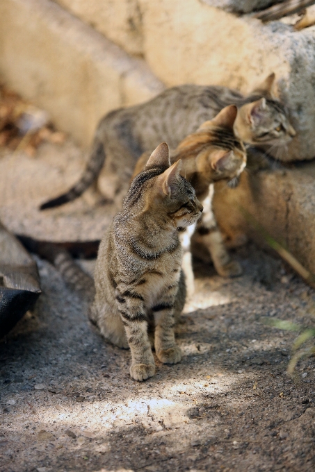 Luz animais selvagens europa jardim zoológico