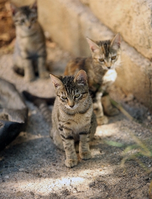 Foto All'aperto animali selvatici europa gattino