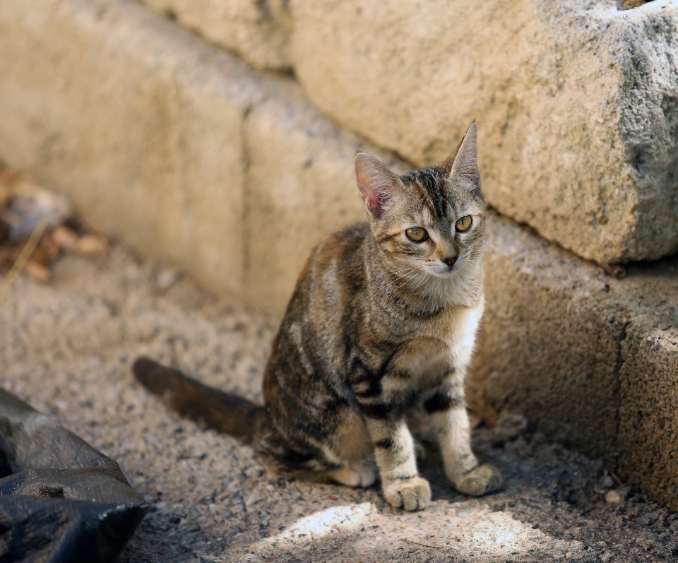 户外的 野生动物 欧洲 小猫