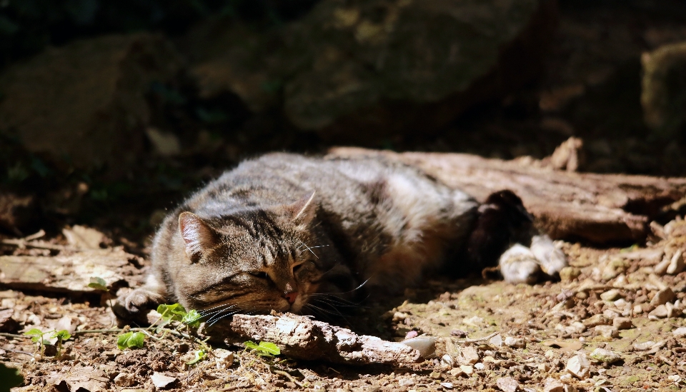 Natura all'aperto francia animali selvatici