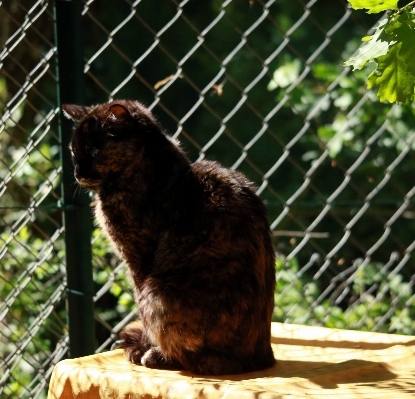 Outdoor animal france wildlife Photo