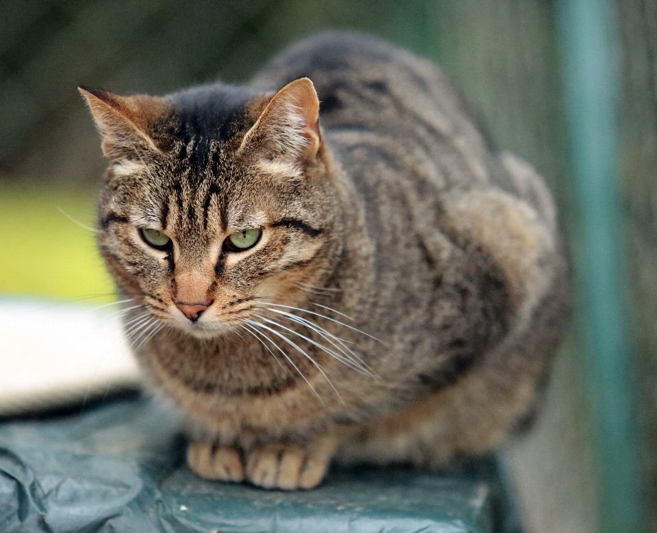 All'aperto animale europa gatto