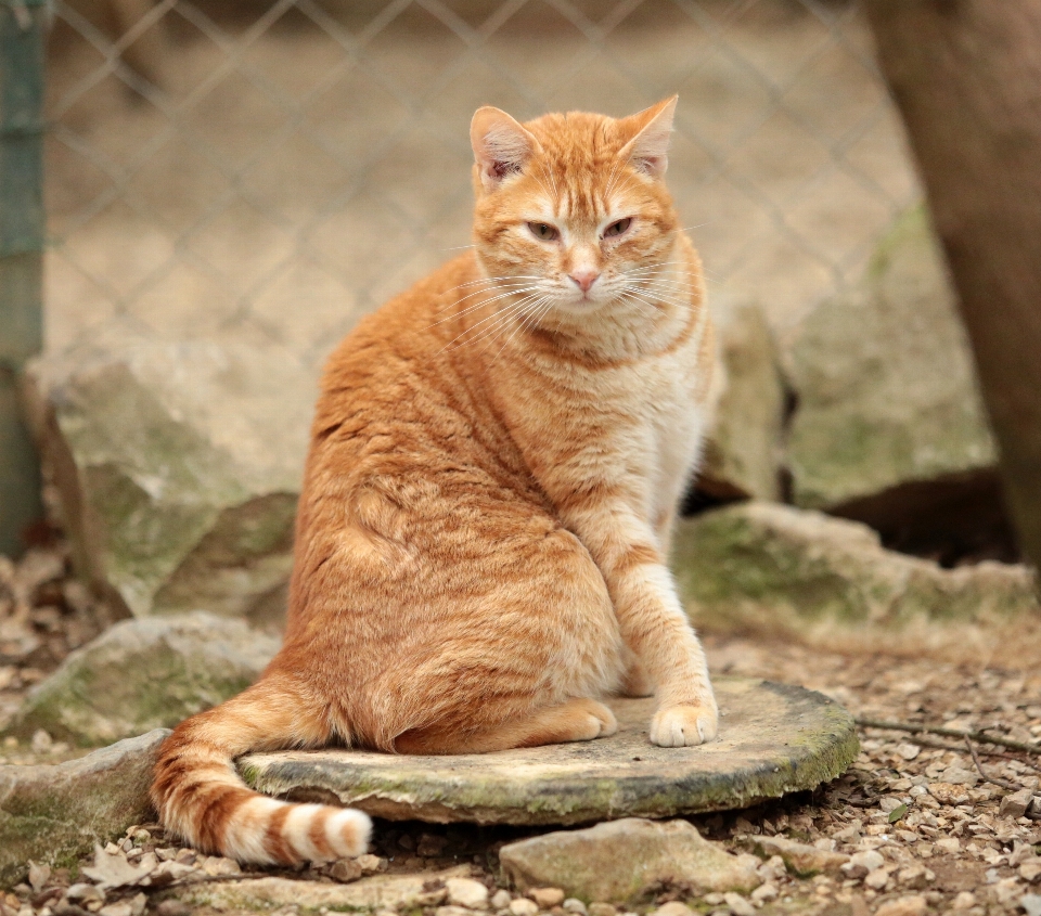 집 밖의 유럽 고양이 정경