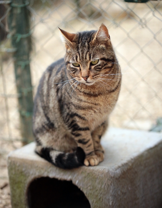 フランス ヨーロッパ 猫 カノン