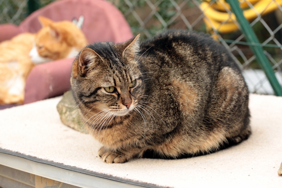 フランス ヨーロッパ 子猫 猫