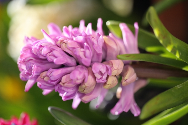 Blossom plant flower petal Photo