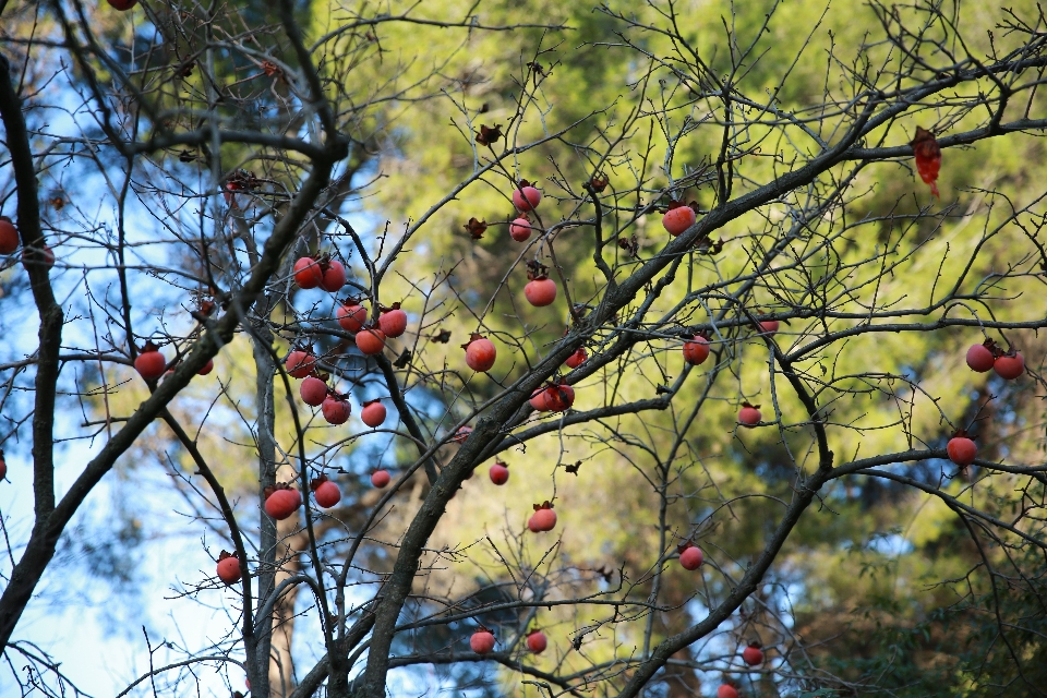 Baum natur zweig blüte