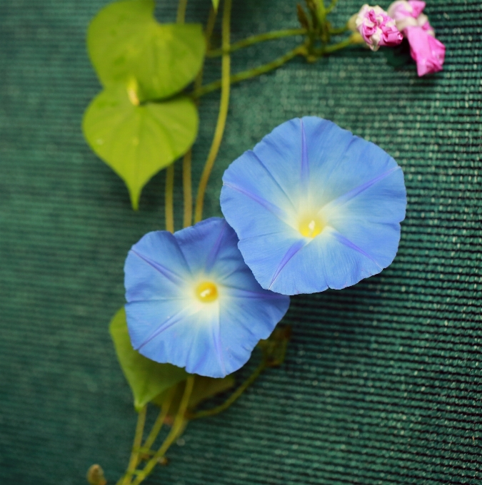 植物 葉 花 花弁