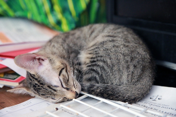 ヨーロッパ 子猫 猫 カノン 写真