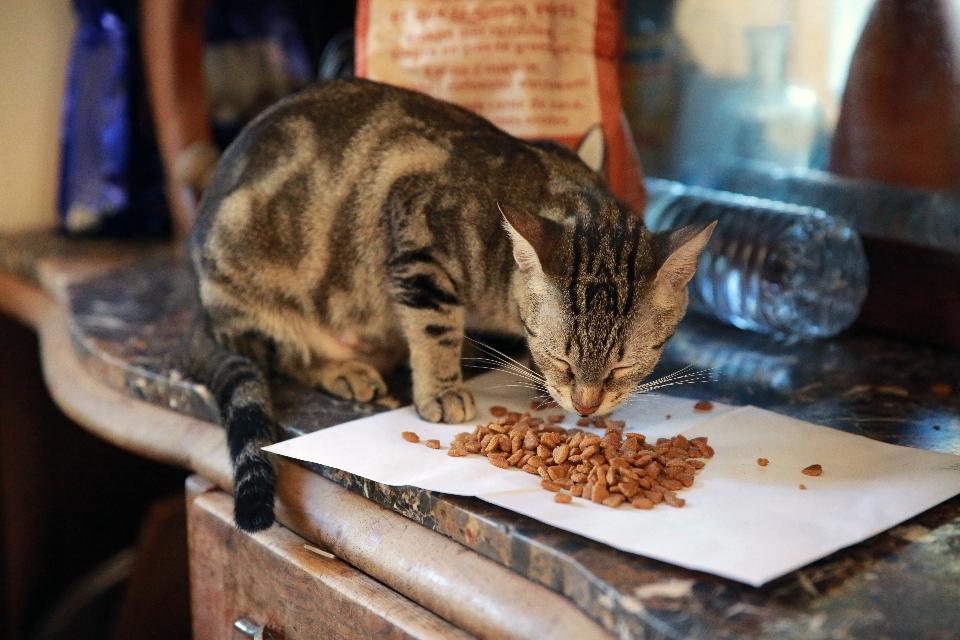 Casa frança europa gatinho