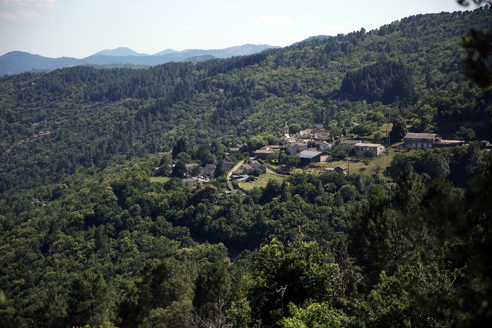 Paesaggio albero foresta natura selvaggia
