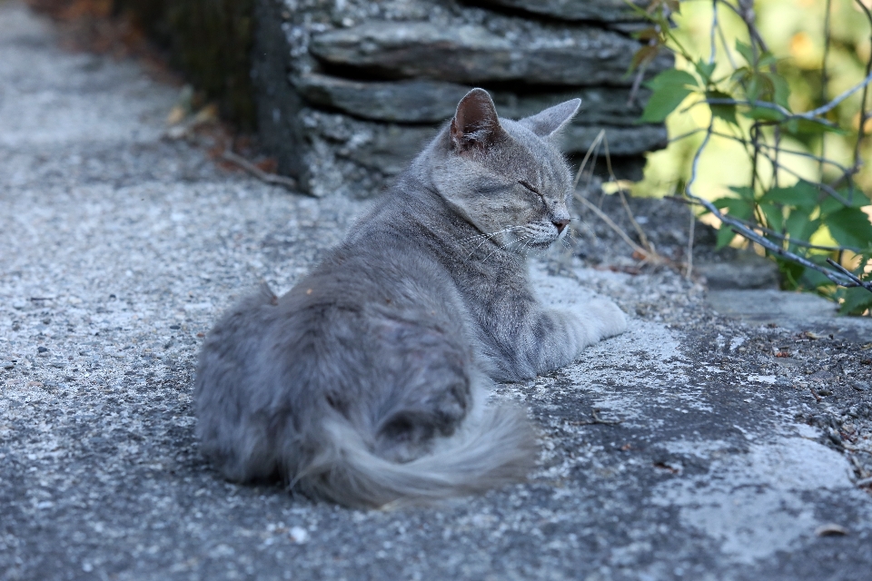 フランス ヨーロッパ 猫 カノン