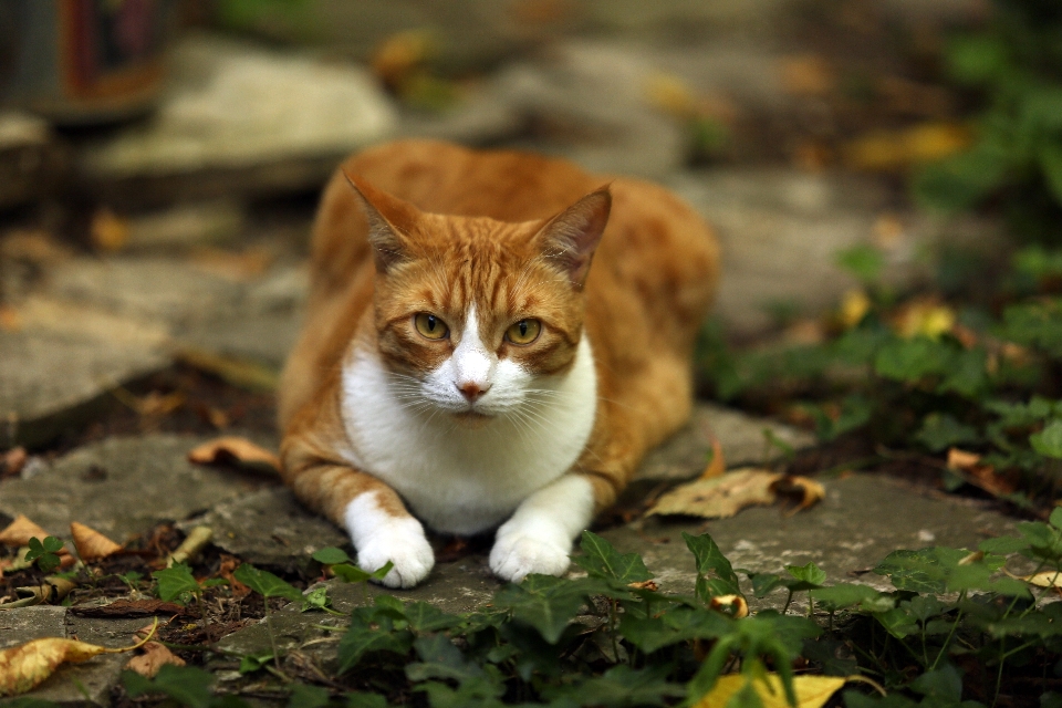 Verão frança europa gatinho