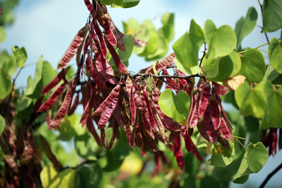 Tree branch blossom plant