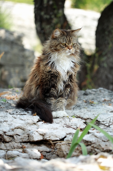 フランス 野生動物 ヨーロッパ 猫