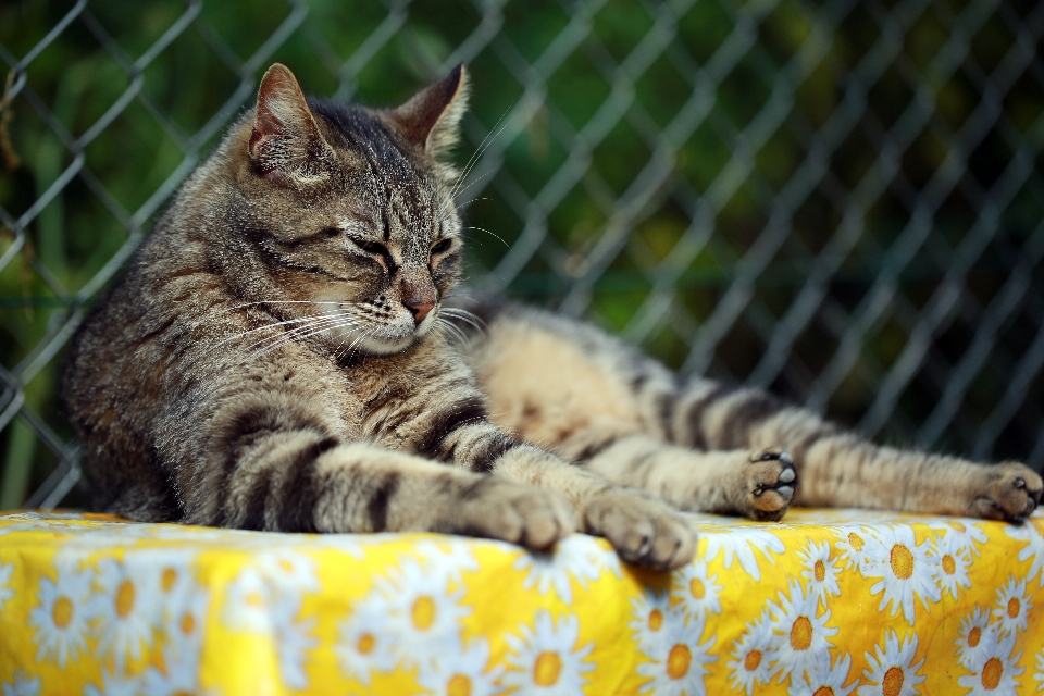 França europa gatinho gato