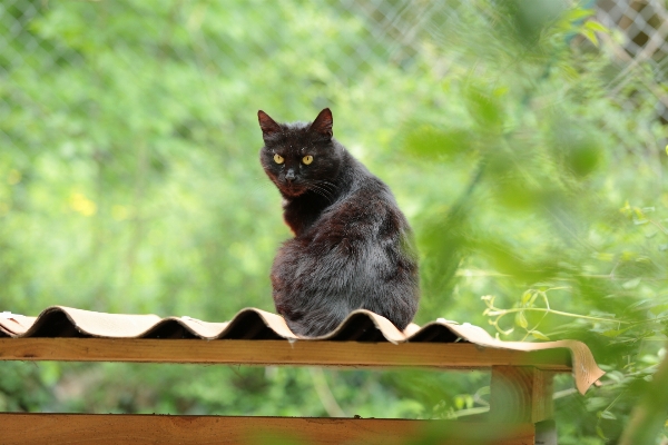 Outdoor france europe kitten Photo