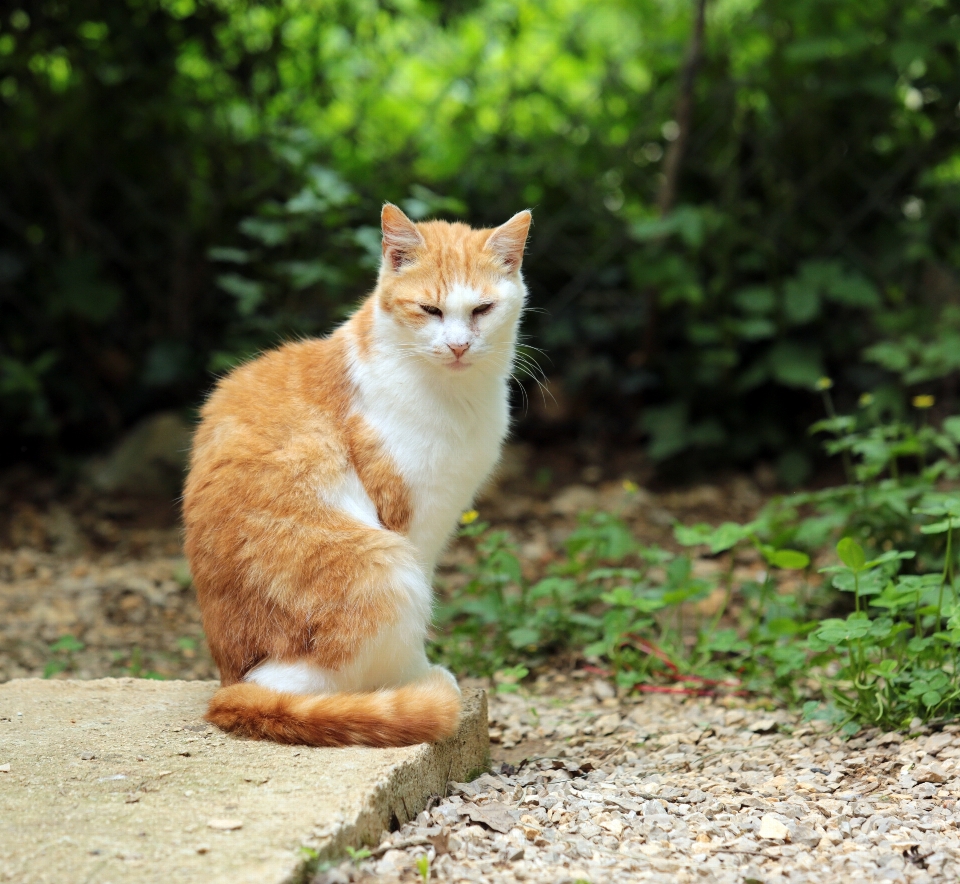 草 フランス ヨーロッパ 子猫