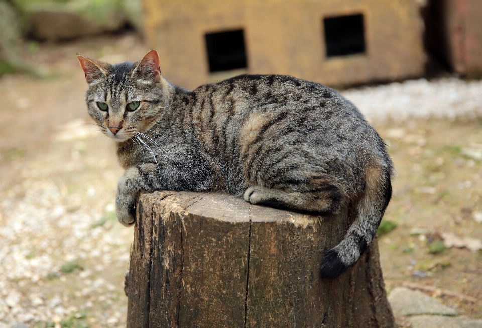 France wildlife europe cat