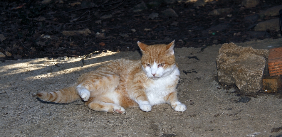 France europe cat mammal