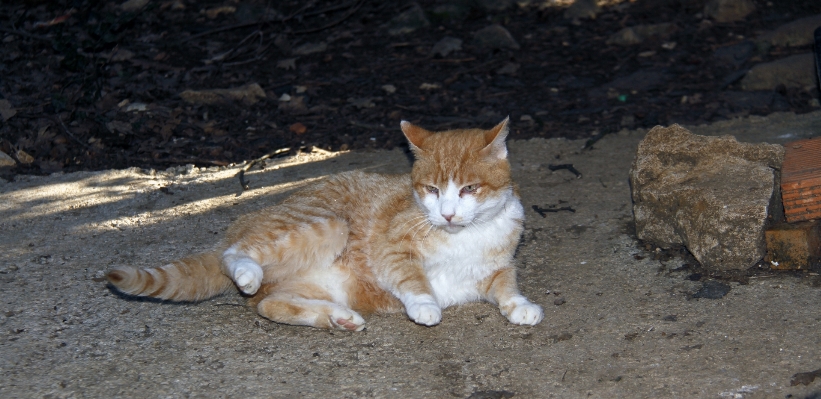 France europe cat mammal Photo