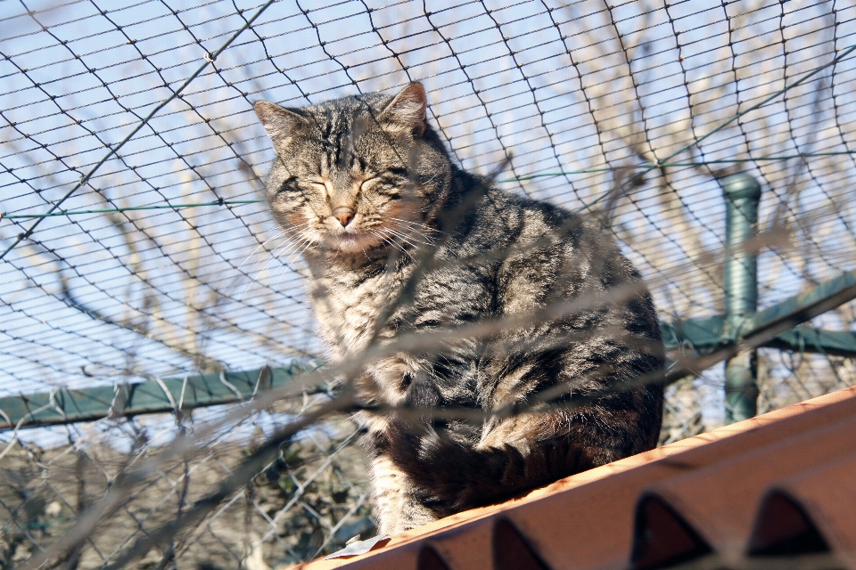 France europe cat mammal