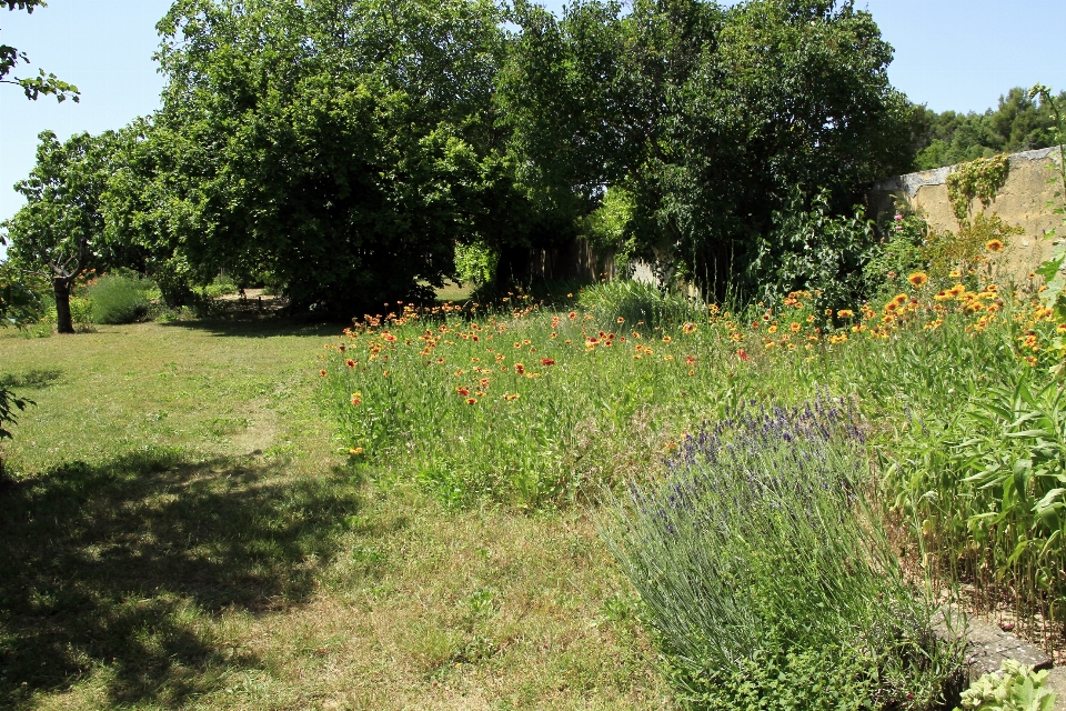 Nature grass plant lawn