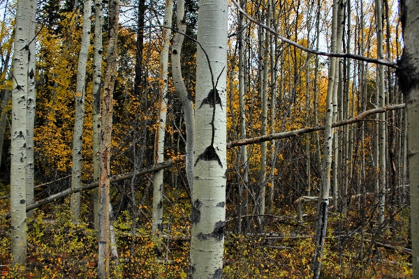 Tree forest branch plant Photo