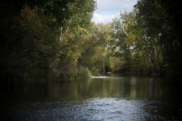 Landscape tree water nature Photo