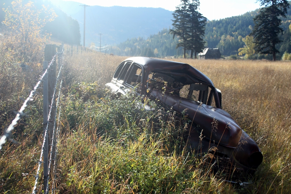 Foresta recinzione sole auto