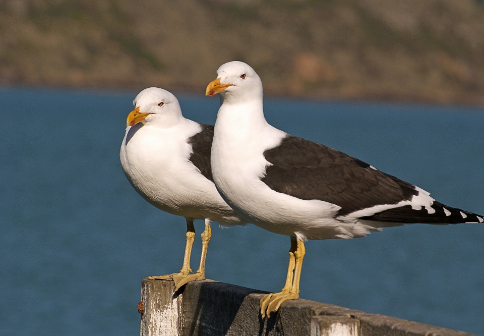 Pájaro ave marina
 gaviota fauna silvestre