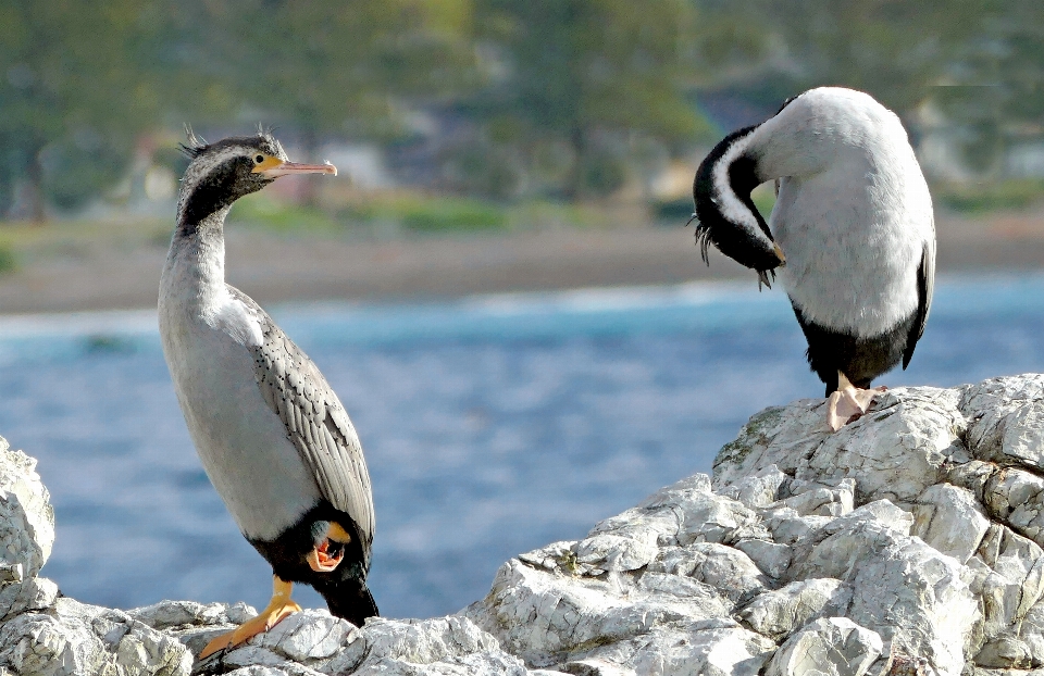 Kuş yaban hayatı gaga fauna