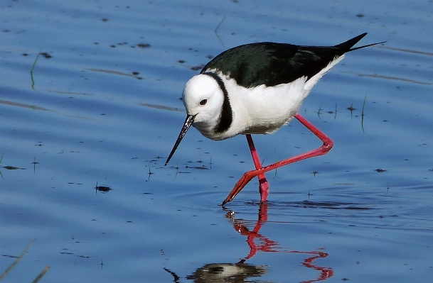 海 水 鳥 野生動物 写真